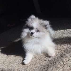 Meet your Posher, Leilyn